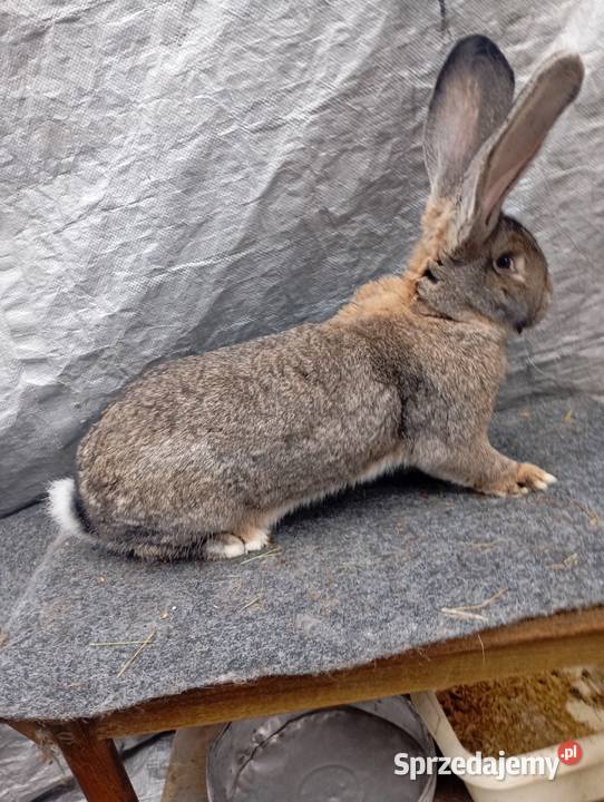 Sprzedam samca olbrzymia belgijskiego szarego z Izbica-Wieś