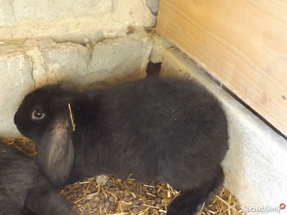 Króliki Baran Francuski i Olbrzym Belgijski Solec sprzedam