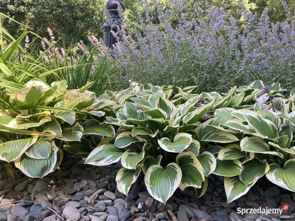 Hosta funkia zielono biała Lublin