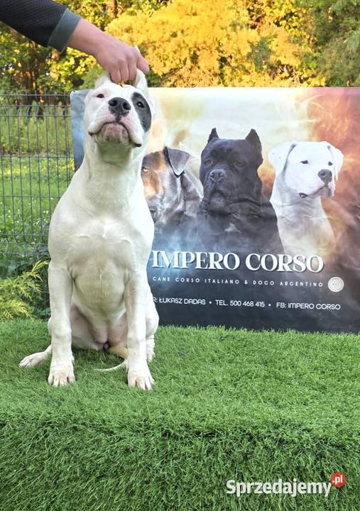 Suczki Dog Argentyński ZKwP FCI 6 miesięcy Gończyce