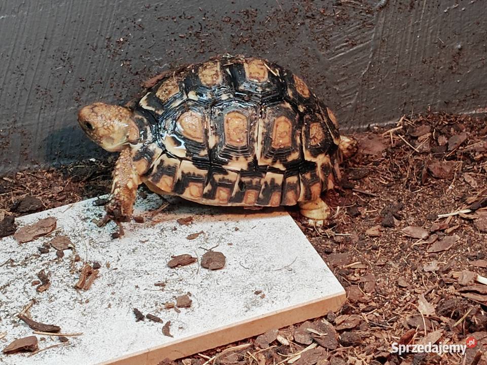 Młody żółw lamparci Gdańsk Gady i płazy