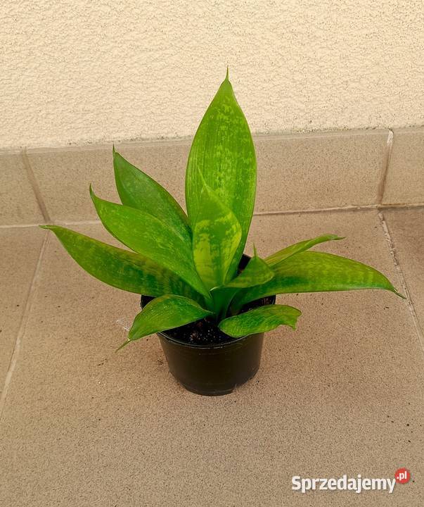 Sansewiera Hahnii kwiat doniczkowy