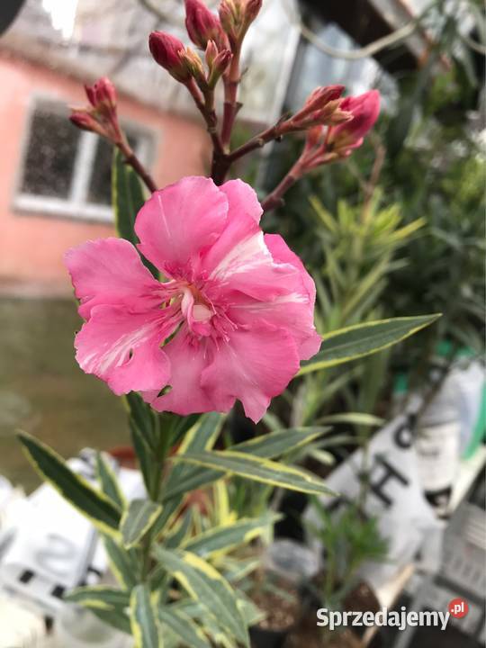 Oleander kremowy Skawina sprzedam