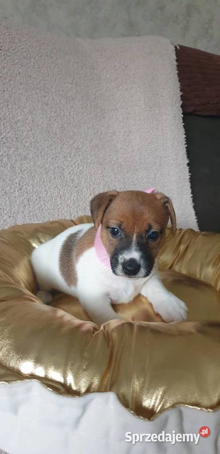 Jack Russell Terrier suczka Szarlejka sprzedam
