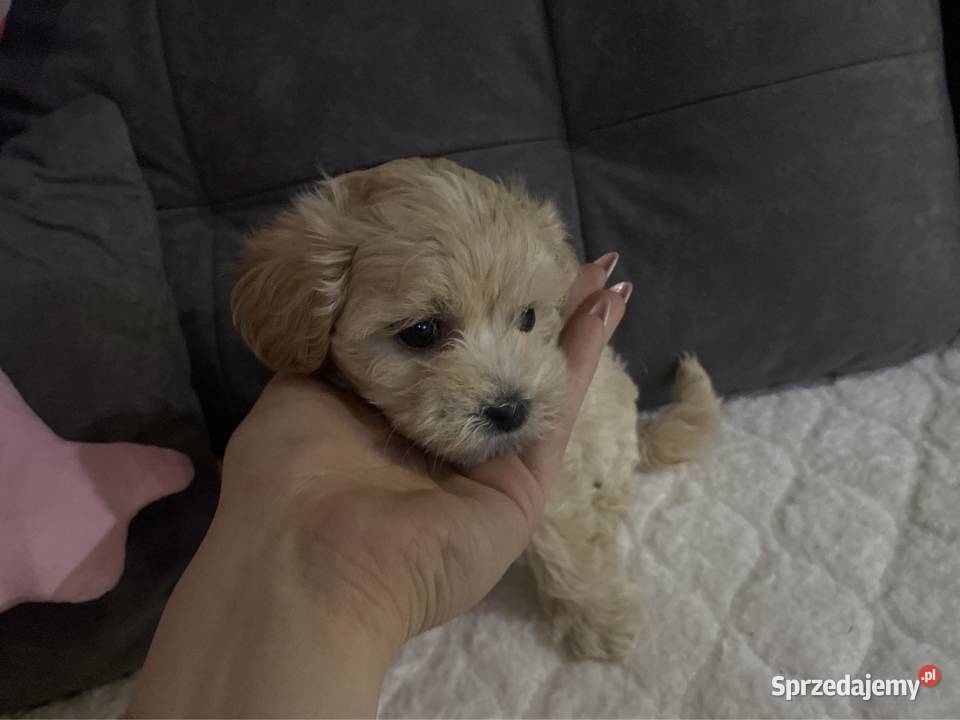 Suczka Maltipoo Zawiercie