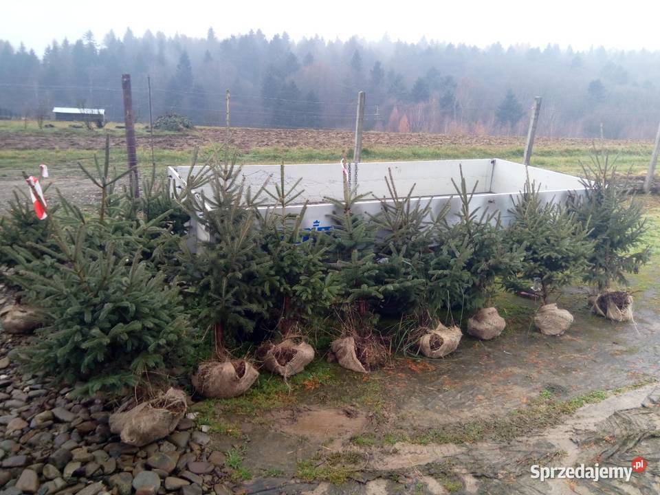 Choinka świąteczna żywa cięta w doniczkach Kołaczyce
