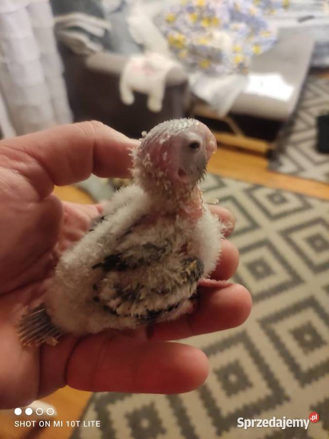 Ręcznie karmione papużki Rudosterki sprzedam Zgierz