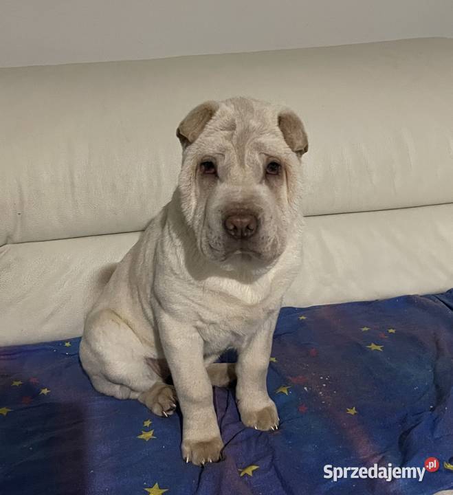 Shar Pei ZKwPFCI Gorzów Wielkopolski sprzedam