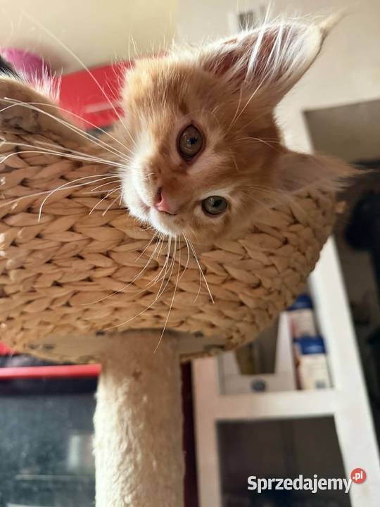 Maine Coon w maju odbiór maluszków
