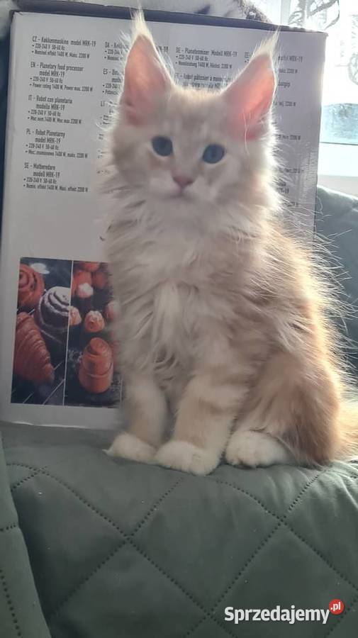 Kocurki Meine Coon Koty Opole