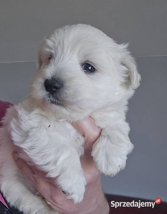 West highland white terrier suczka westi zkwp