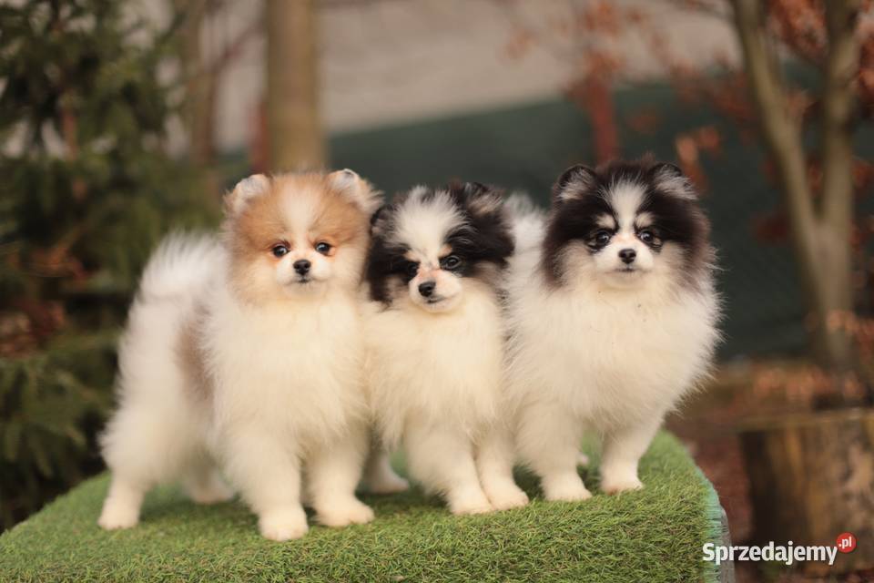 Szpice miniaturowe Gostynin sprzedam