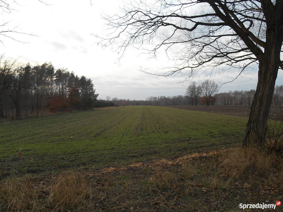Działka rolnobudowlana 15000m 15000m2 Kożuszki-Parcel