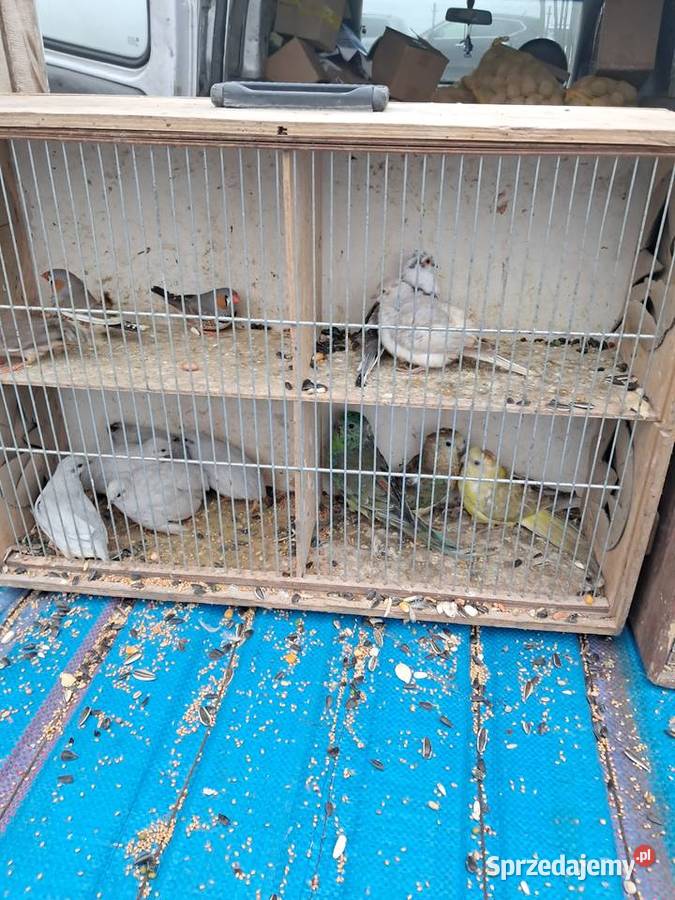 Papugi różne łódzkie Wolbórz