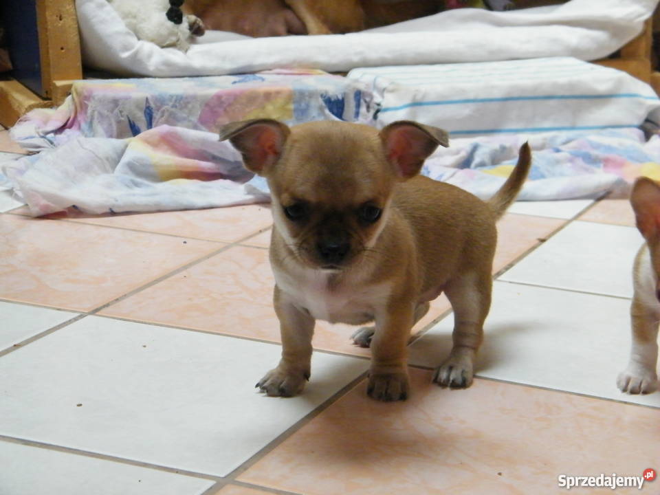Szczenięta chihuahua krótkowłose Zduńska Wola