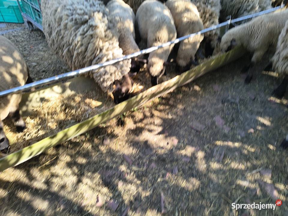 Sprzedam czarnoglowki Brzesko