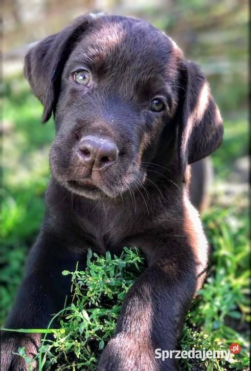 Labrador Retriever Czekoladowy Labrador Piekary