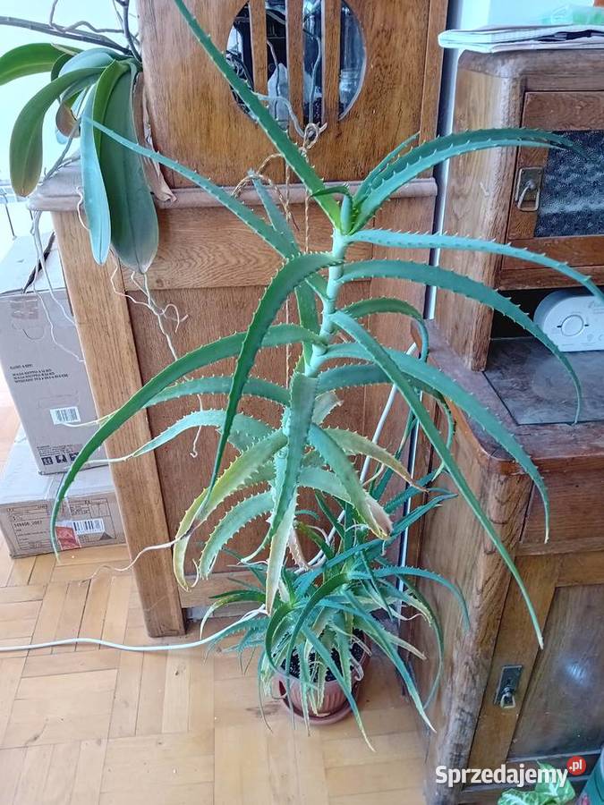 Aloes w doniczce duży Pozostałe Dębica