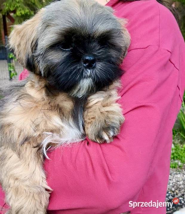 ShihTzu piesek Gabor Reda