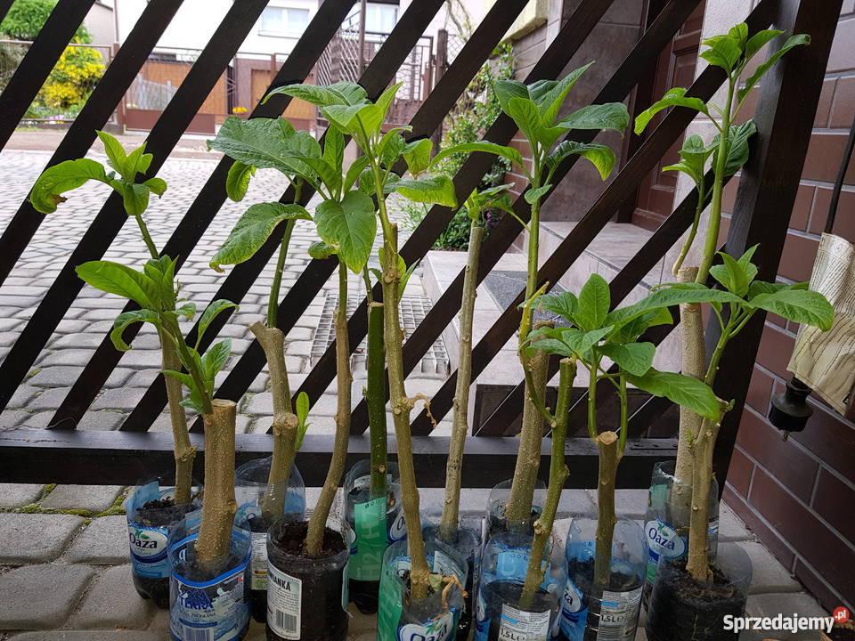 Datura burgmansja lososiowa śląskie Rydułtowy sprzedam