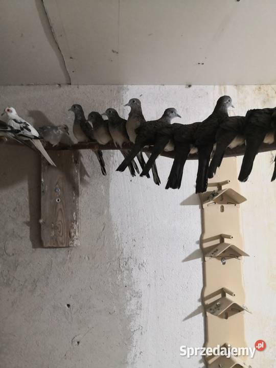 Sprzedam gołąbki zebrowane Ptaki Zgierz