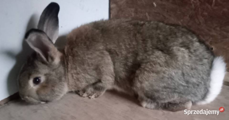 Sprzedam Samca Gryzonie Zajączki Pierwsze sprzedam