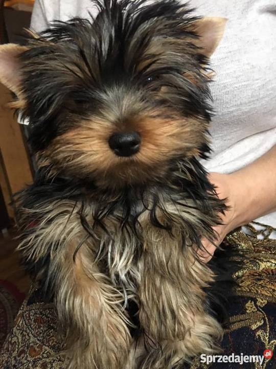 Szczenięta Yorkshire Terrier z rodowodem FCIZKwP