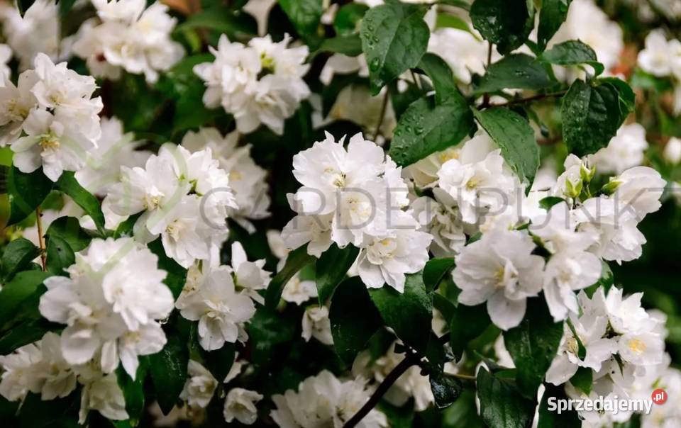 Jaśminowiec philadelphus różne odmiany