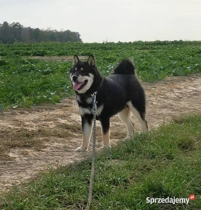 SHIBA INU półroczny świetny samczyk ostatni z Zwierzęta Bychawka Trzecia