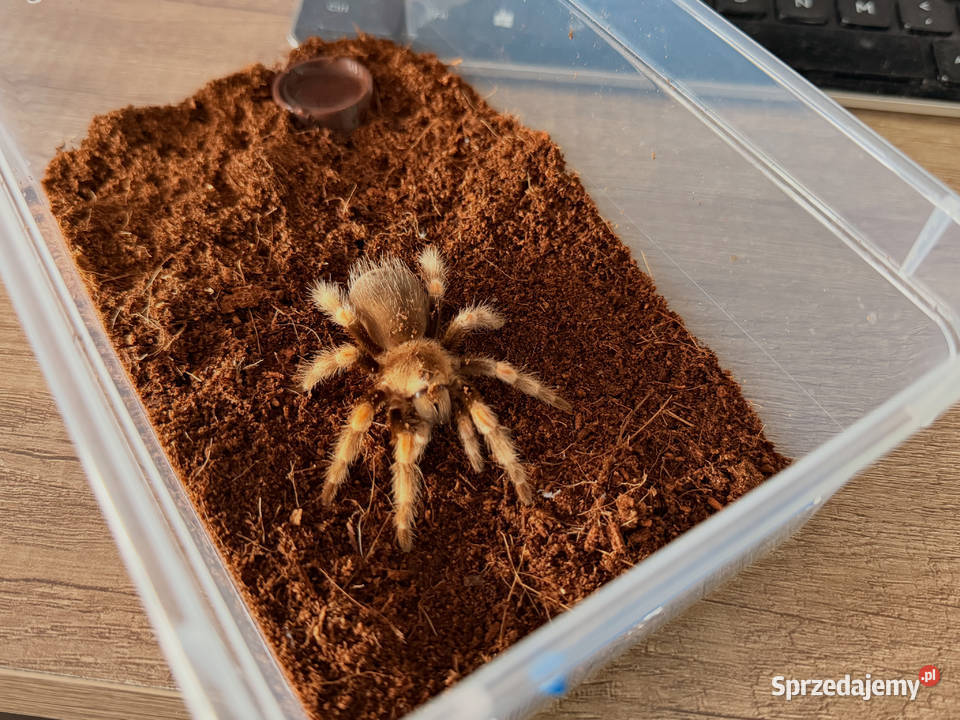 Brachypelma Hamorii Samice Samce Głogów