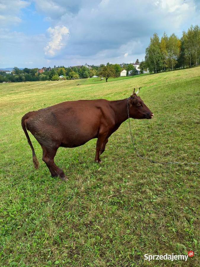 Krowa czerwona polska cielna Bydło Wola Łużańska