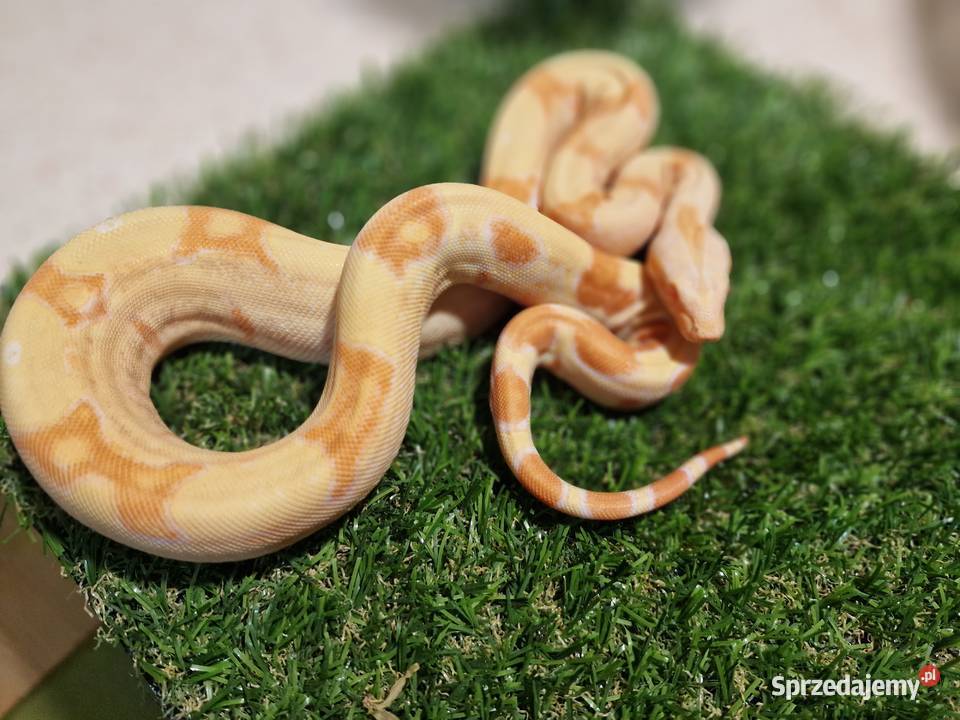 Boa cesarski Junglow sprzedam