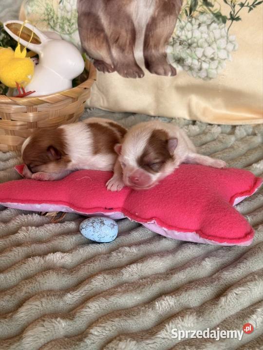 Szpic miniaturowypomeranian Zrębice