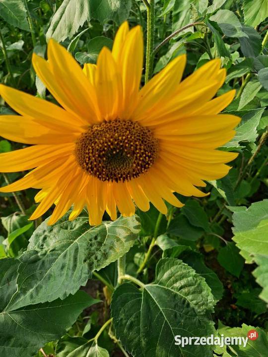 Sprzedam kwiaty słonecznika 1 sztuka Przyszowa