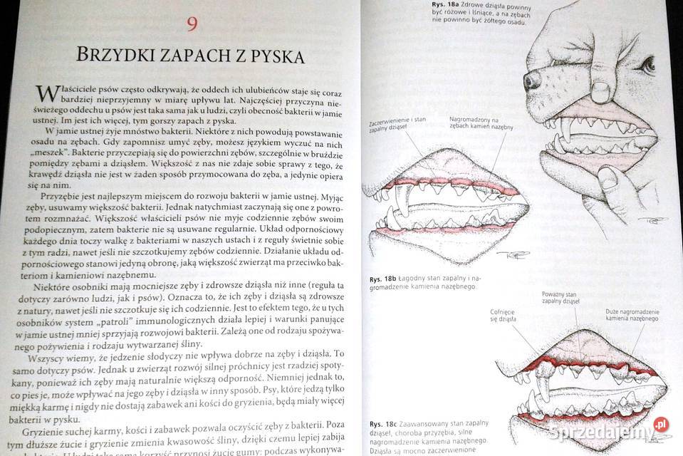 Gdy pies choruje Tom 12 Nico Maritz Chełm