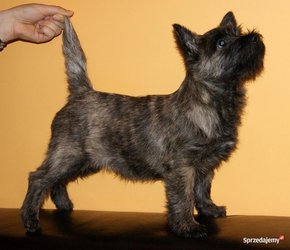 Cairn Terrier Szczeniak z charakterem Piaseczno