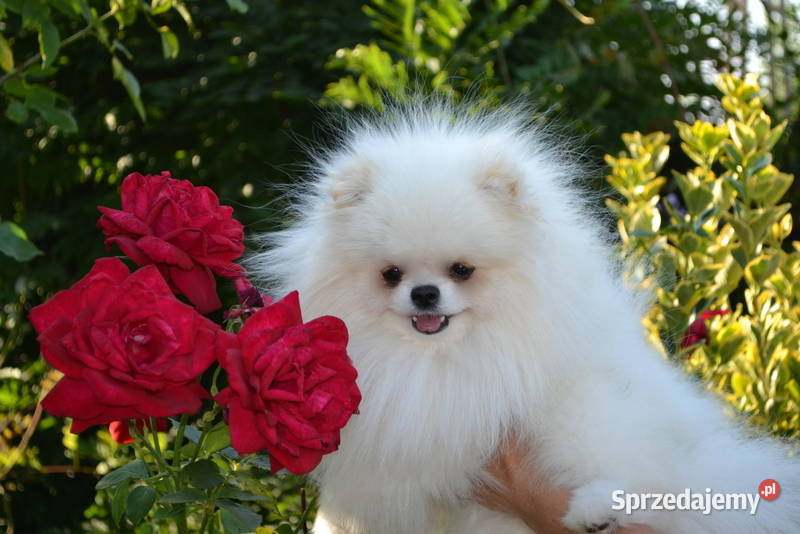 SZPIC MINIATUROWY POMERANIAN BIAŁA SUNIA łódzkie