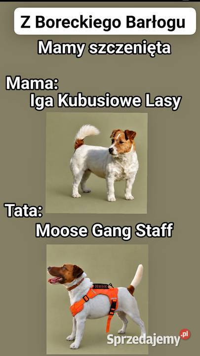 Szczenięta Jack Russell Terrier