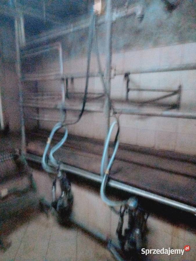 Dojarka Westfalia z hali udojowej Hodowla bydła Grajewo