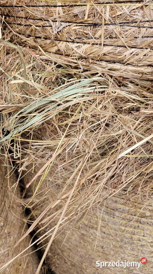 Siano suche ze stodoły