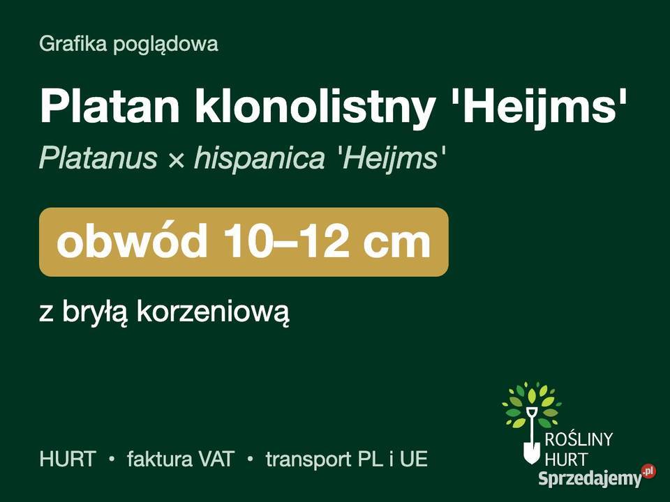 Platan klonolistny Heijms obwód 1012 z bryłą Liściaste Ogród