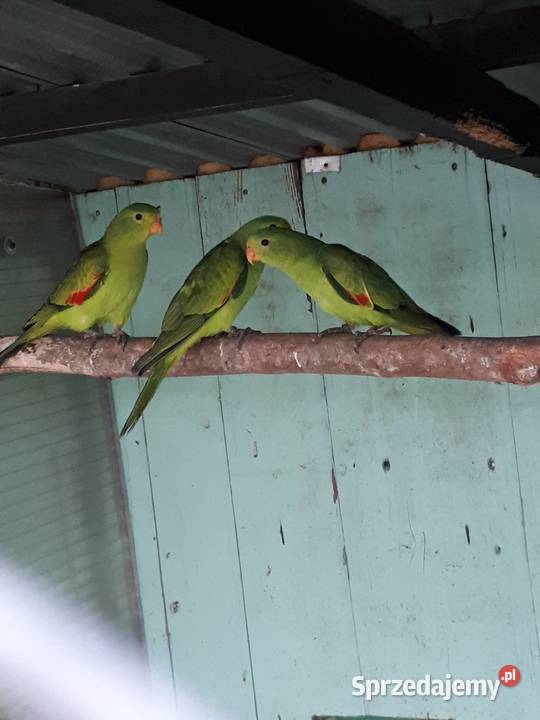 Papugi czerwonoskrzydłe krasnopiórki Skała