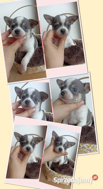 Piesek Chihuahua krótkowłosy niebieski blue Chihuahua łódzkie Bełchatów
