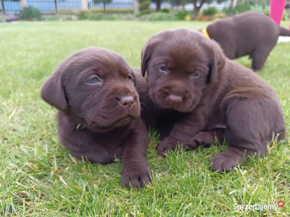 Labrador Retriever szczeniaki czekoladowe Parczew sprzedam