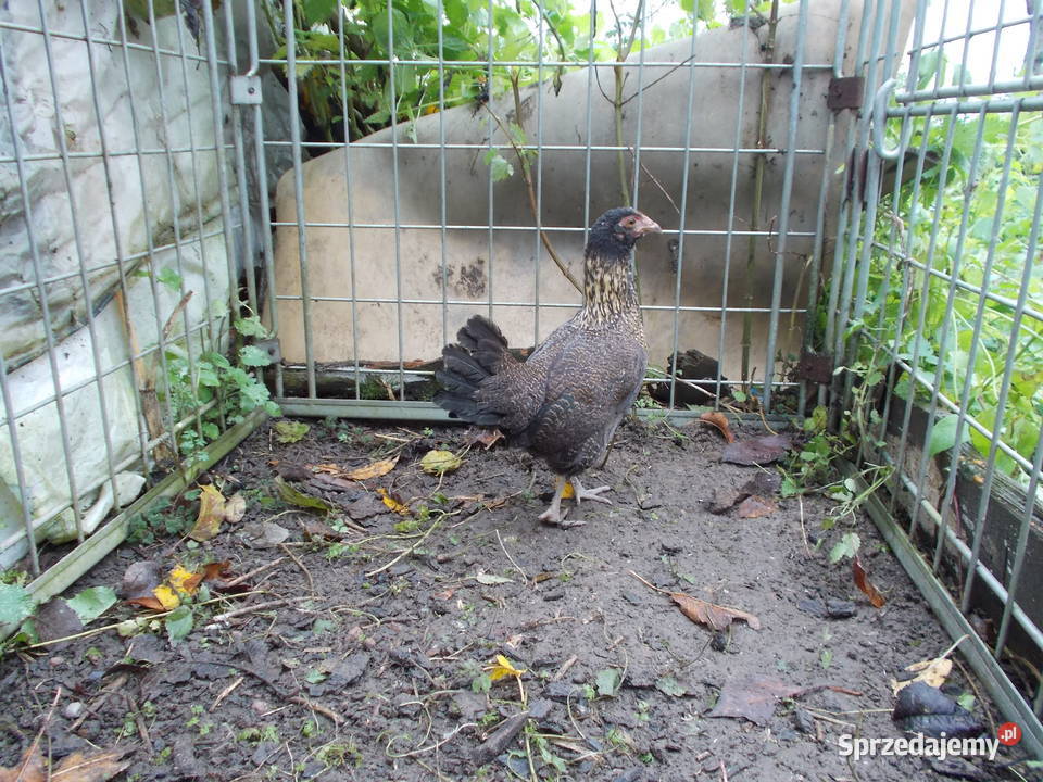 Kury liliputki 2 kurki w barwie dzikiej Kutno