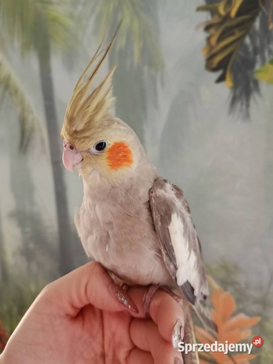 Papuga nimfa ręcznie karmiona oswojona Miastko