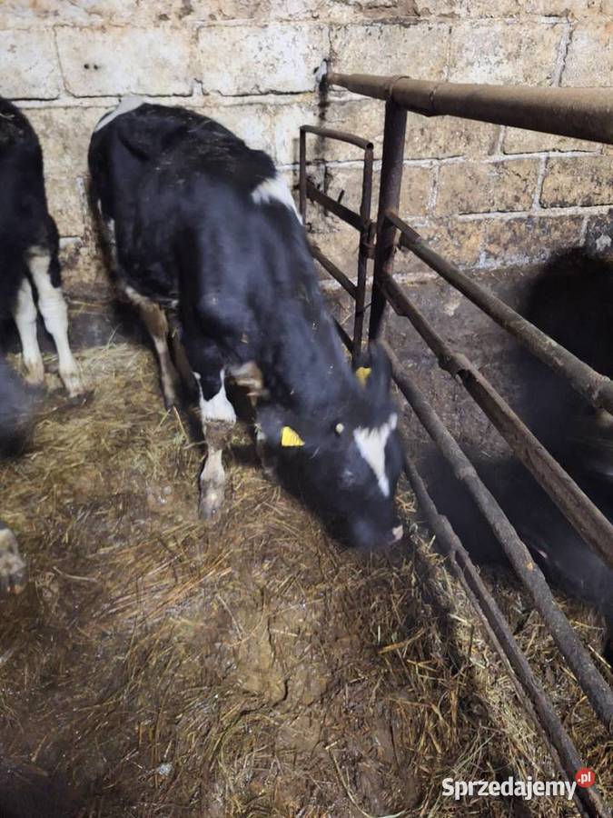 Sprzedam Pozostałe podlaskie Widźgowo