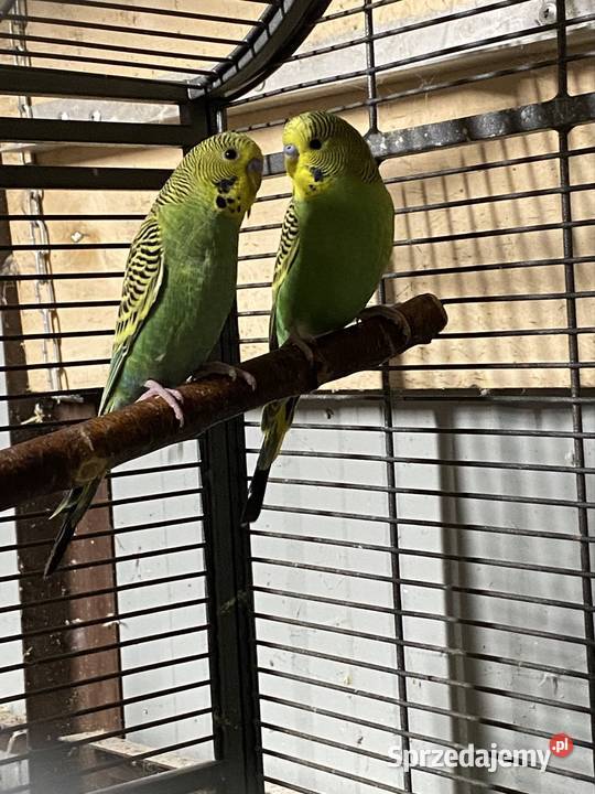 Papużki faliste Damasławek