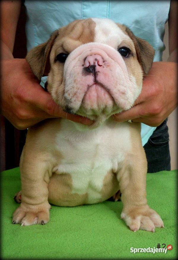 Buldog Angielski szczenięta Kraków ZKwP Rodowód Kraków