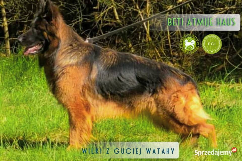 Owczarek niemiecki długowłosy Szczeniaki ZKwP dolnośląskie Bielany Wrocławskie